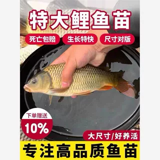 四川稻花鲤鱼苗淡水养殖特大草鱼黄肉黑鲤鱼稻田稻花鱼红尾建鲤鱼