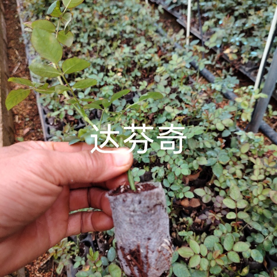 爬藤月季欧月达芬奇无纺布袋苗批发零售