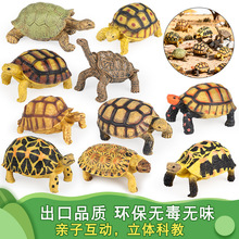 仿真野生动物陆龟乌龟苏卡达陆龟红腿象龟饼干陆龟幼儿园科教模型