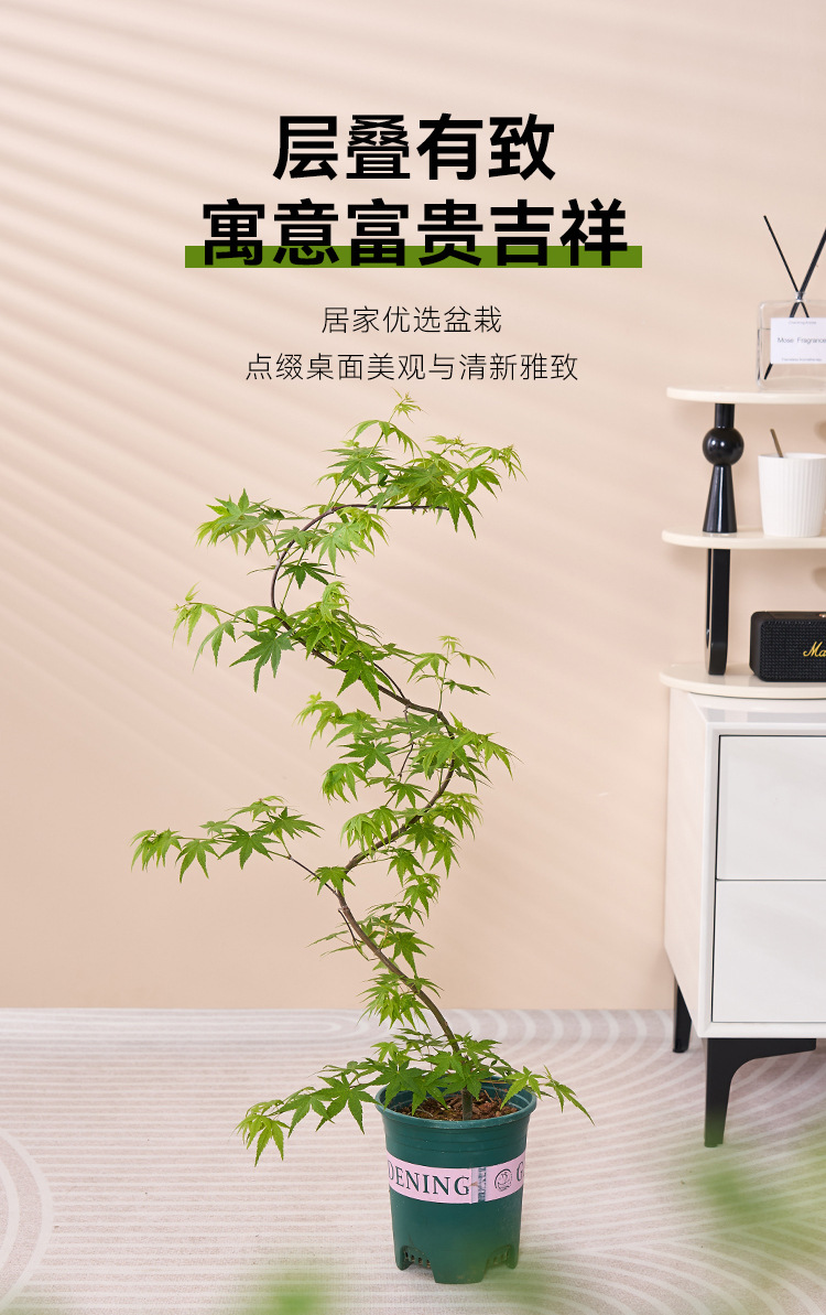 详情图