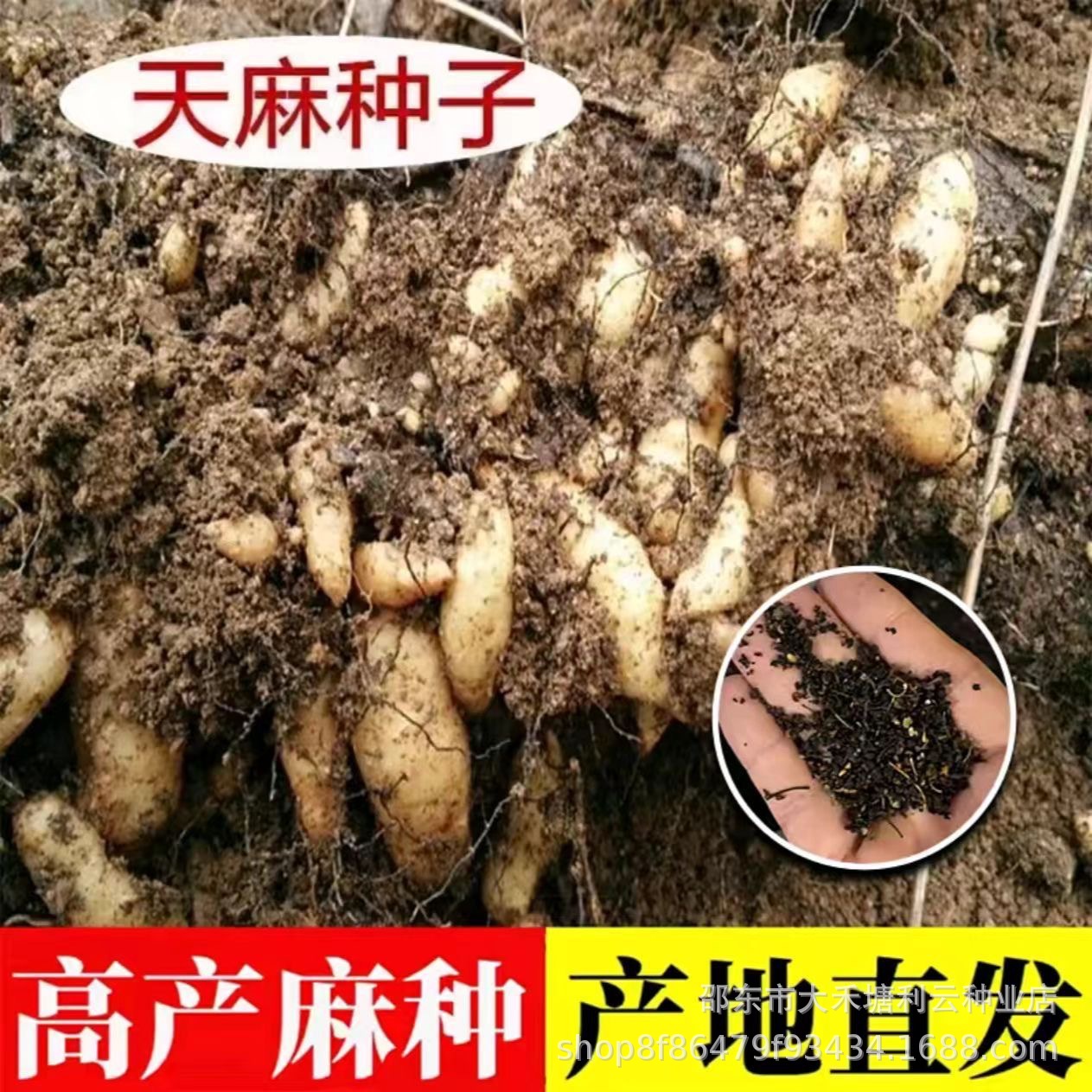 天麻种子新种籽天麻籽1代种乌红杂交天麻种子纯天然