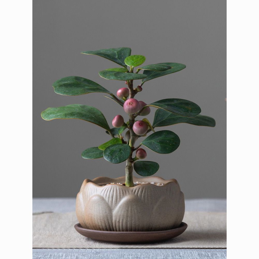 小盼菩提树盆栽植物室内花卉禅意摆件中式办公室桌面茶桌绿植盆景