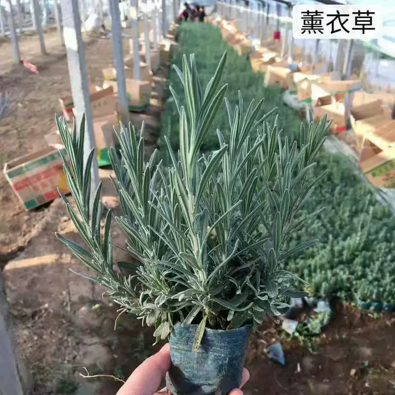 Цветы лаванды в горшках, комнатные растения лаванды в горшках, украшение для внутреннего балкона, спальня