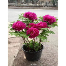 牡丹花苗盆栽正宗洛阳带花苞牡丹花种大苗缠枝重瓣花卉牡丹花树苗