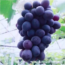 批发品种地栽葡萄树苗-黑色甜菜 黑奥林葡萄苗 果大浓甜 肉肥汁多