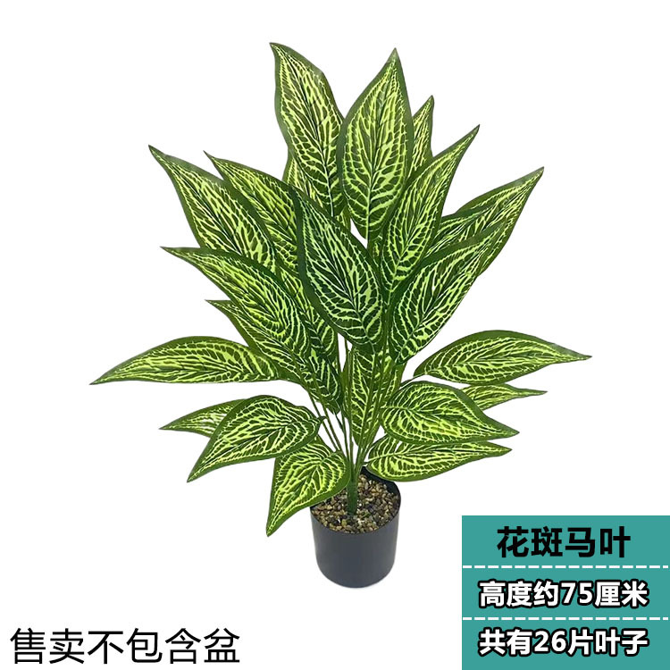 26葉のゼブラ