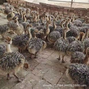 ���۷����r�B���w��Ʒ�r�BÓ���r�B��������r�B������r�B���B