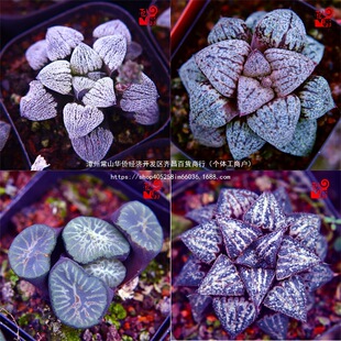 ¶ѩ֮Y\ʮى¶҃ȶֲС