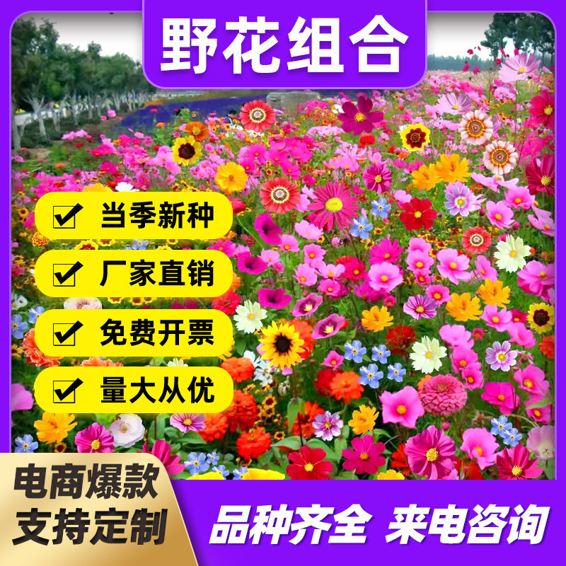 Wildflower Mix Seeds for Outdoor Use, Double-Flowered Sunflowers, Zinnia Seeds, Colorful Cosmos Seeds, Bloom in All Seasons Wildflower Mix Seeds for Outdoor Use, Double-Flowered Sunflowers, Zinnia Seeds, Colorful Cosmos Seeds, Bloom in All Seasons