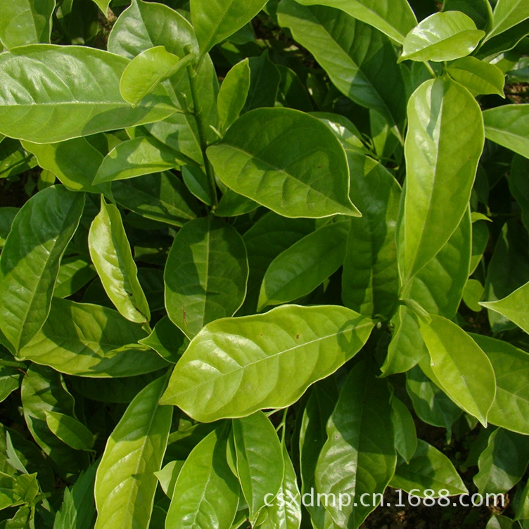 Высококачественные оптовые поставки садовых растений, кустарников и рассады с отличными сортами.