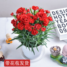 康乃馨盆栽带花苞室内阳台开花庭院鲜花绿植石竹花大花苗净化空气