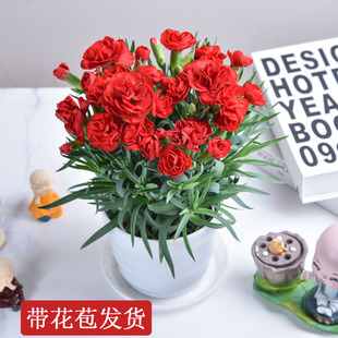 ����ܰ���Ԏ������҃��̨�_��ͥԺ�r���Gֲʯ�񻨴�������՚�