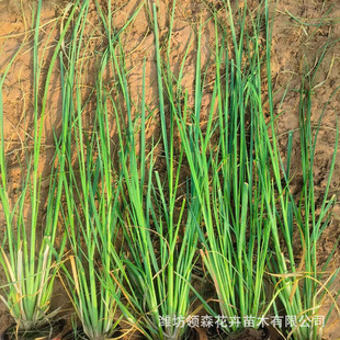 Short Bulrush, Please Go to the Base Wholesale, Scenic Spots, Ornamental Flowers, Grass Flowers, Potted Plants, High Survival Rate, Large Quantity Discount