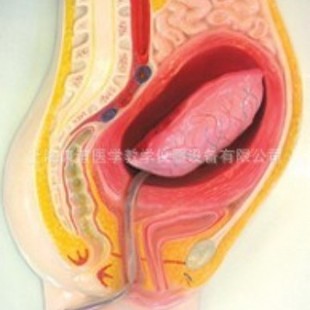 Kay-L2048 Placenta Stripping Model Tissue Embryology Series Model