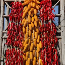 �߲˴����������������r�Ҙ��ͥԺ�b��r����ģ�͒������