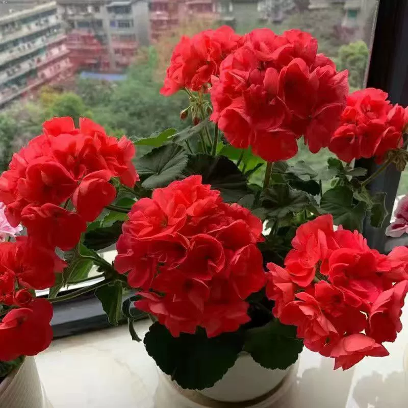 Семена цветов в горшках с двойными цветками герани цветут круглый год, легко выращиваются в цветочных горшках на внутреннем и наружном балконе.