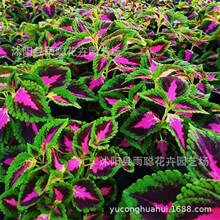 ~ݷN pɫ~ݷN ̨ͥԺNl Ի Ȥζ