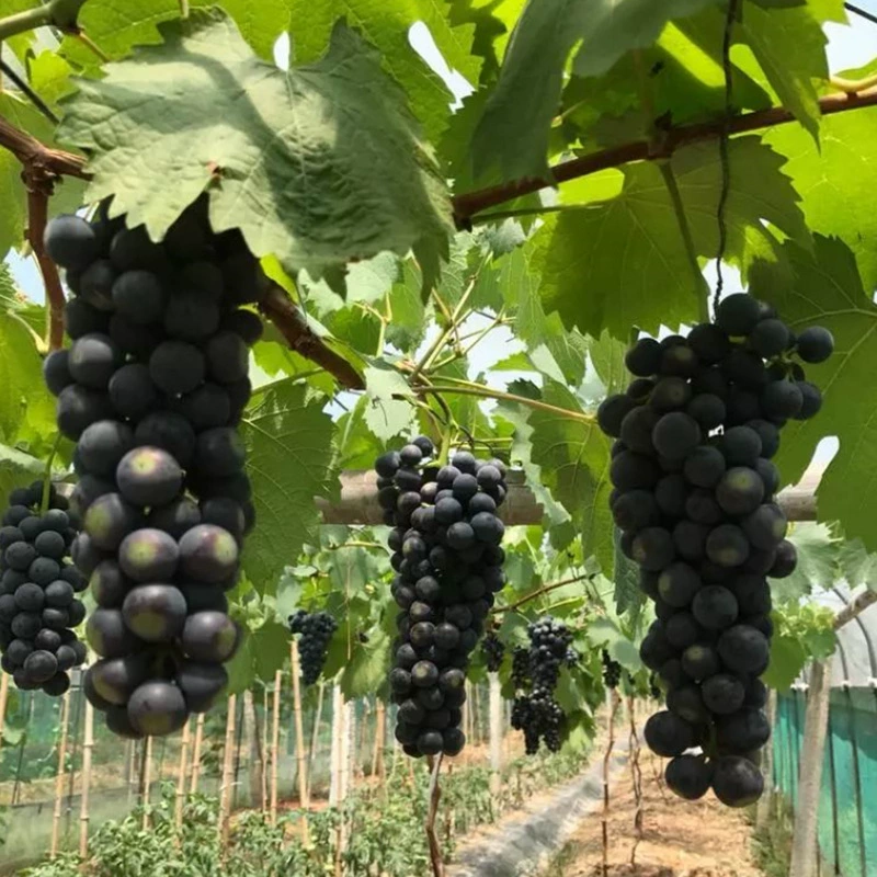 Летние саженцы черного винограда Ранние зрелые саженцы винограда Посадка в горшке Саженцы винограда Посадка на юге и севере