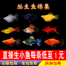 胎生鱼玛丽皮球好养耐活热带观赏鱼米奇红剑箭易繁殖月光下崽狂魔