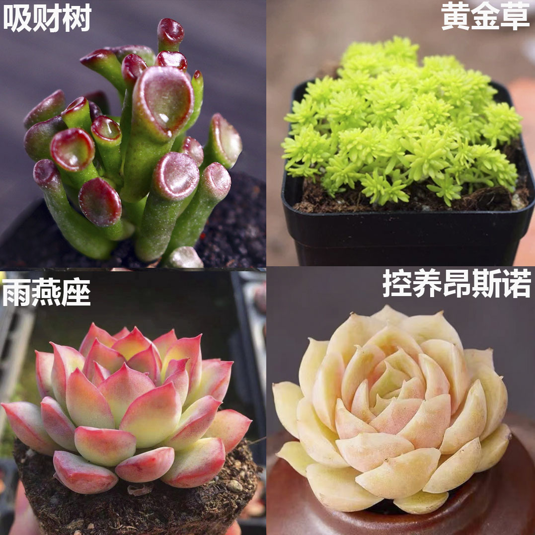 돈을 모으는 나무 + 황금풀 + 스위프트 시트 + 컨트롤 온시노 3-5cm (플라스틱 화분이 배송이 용이함)