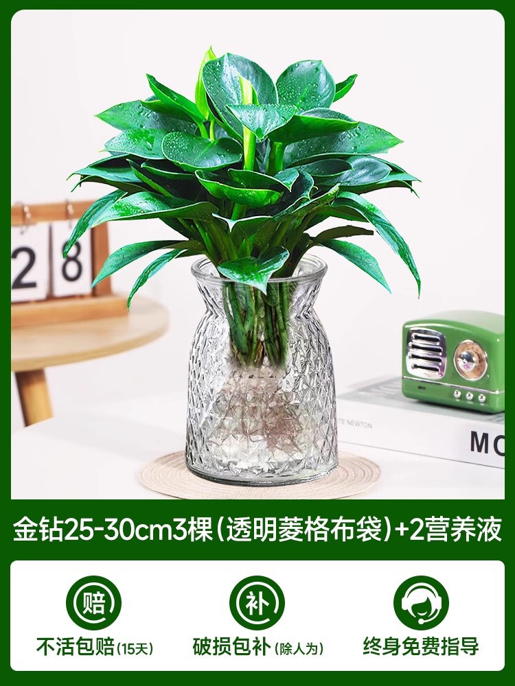 고급 대형 금다이아몬드 3개(투명 다이아몬드 천주머니) + 크리스탈 머드 + 영양액 2개