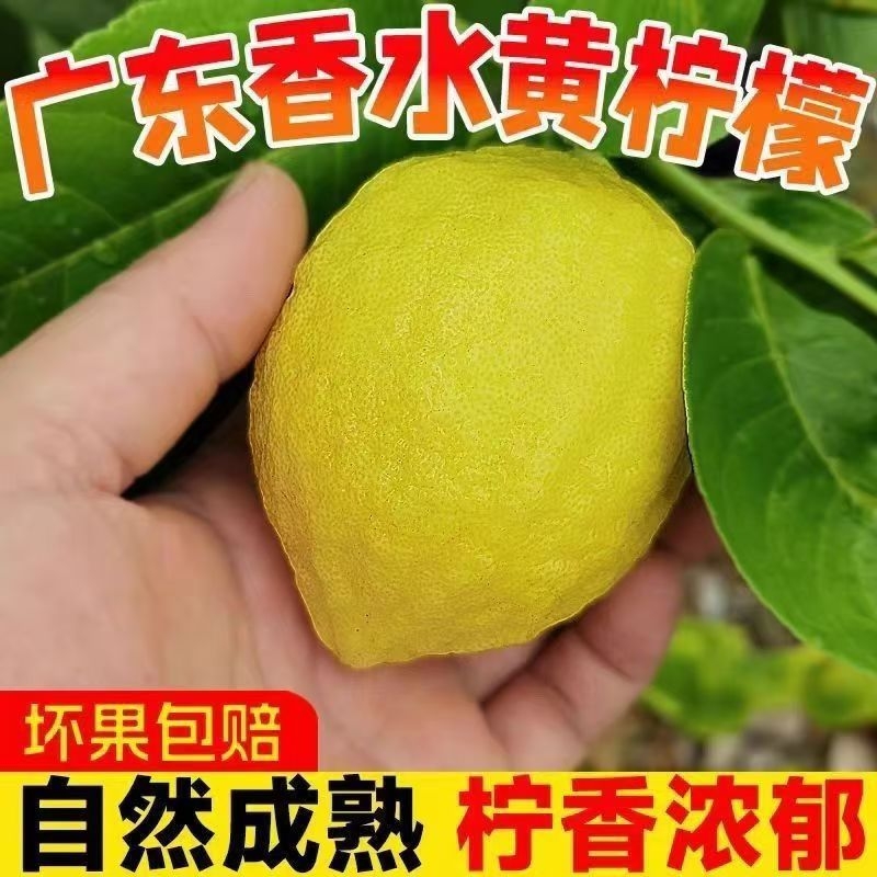 广东香水鲜柠檬成熟酸黄柠檬新鲜四季柠檬香味浓奶茶店饮品店批发