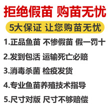 军鱼苗活鱼淡水养殖食用青竹鲩鱼苗黄娟鱼苗河石坚鱼苗观赏鱼鱼苗