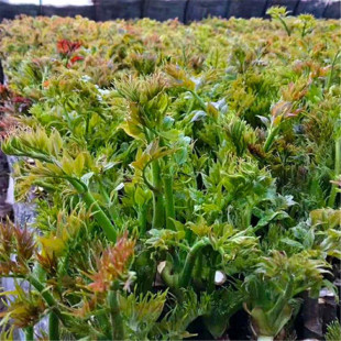 2021����ش������l����ѿ �����  ���󃞻� Ҏ���Rȫ ������