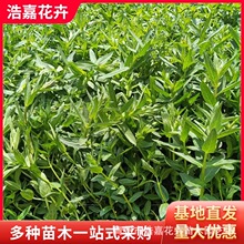 �޸����ܻ������l ǧ���˲ݻ����� ��ؾG�� ˮ��ֲ�� ǧ������