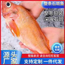 紅石斑魚鮮活冷凍海魚大魚新鮮海捕條紅魚龍膽富貴魚海鮮水產包郵
