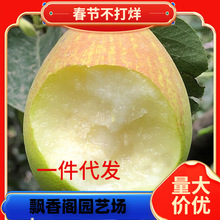 һ�����l�޽�����m�ش���N�����ļ�ϡ��ˮ�����Ϸ������Nֲ����