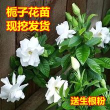 栀子花苗杜鹃茶花苗茶梅四季桂彩叶桂花树苗花庭院绿化小苗盆栽苗