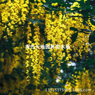 Wisteria Saplings, Climbing Vines, Climbing Florals, Firecrackers, Potted Plants, Courtyard Purple Wisteria, Four-Season Flowering Flower Seedlings
