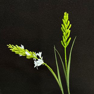 ֦ҹLӻcҾb廨ɏٻ