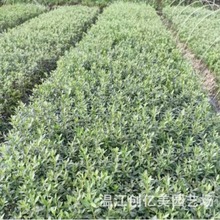 春鹃夏鹃毛鹃西洋鹃 基地直供地被植物 各种植物绿化
