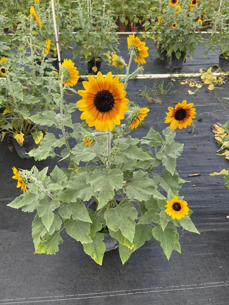 2108 поставка одноголовых длинных подсолнухов супер славные годы Тедди подсолнух горшечные саженцы