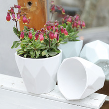 ��֬�Ӻ�С̖͸����ℓ�⺆�s�G�}���l�Nֲ�ظ����Է´����ϻ���