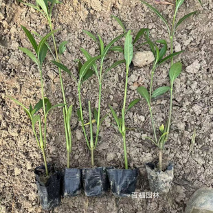 Direct Sales of Aquatic Plants from the Cui Luli Potted Seedling Base, All Varieties Available, Suitable for Wetlands, Lakesides, Riversides, and Flower Beds