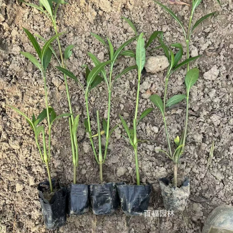 Прямые продажи водных растений с базы Cuiluli, все сорта в наличии, подходят для мокрых угодий, берегов озер и рек, а также для клумб.