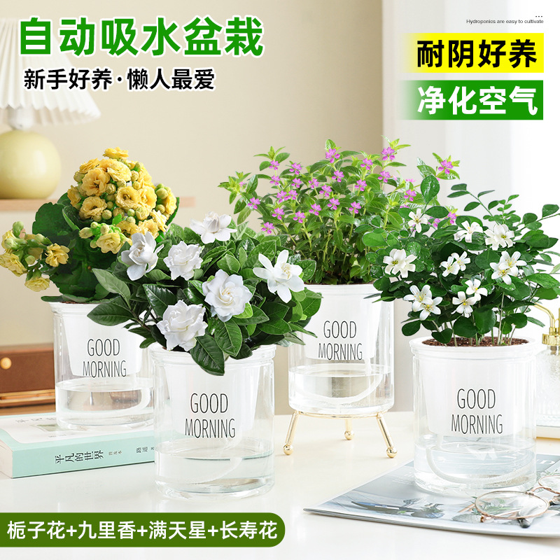 [꽃 4화분] 치자나무 + 구리향 + 아기숨결 + 칼라비나