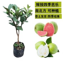 �@���L�����Լt��ʯ�Ř��޽��ļ��͘���ʯ������玧���I�B�����]