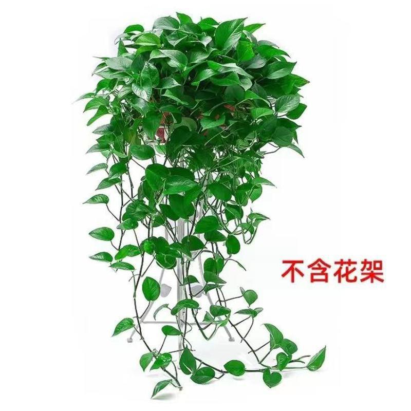 巨无霸1盆（长60-125）+肥