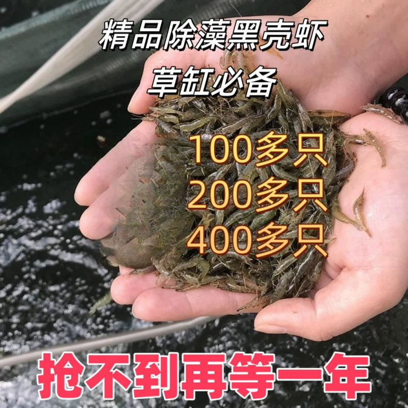 Корм для креветок с черными раковинами для удаления водорослей Корм для креветок с пресноводными декоративными креветками