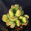 Succulent plant wholesale multi -meat combination potted large meat plants group group with potted potted base straight hair