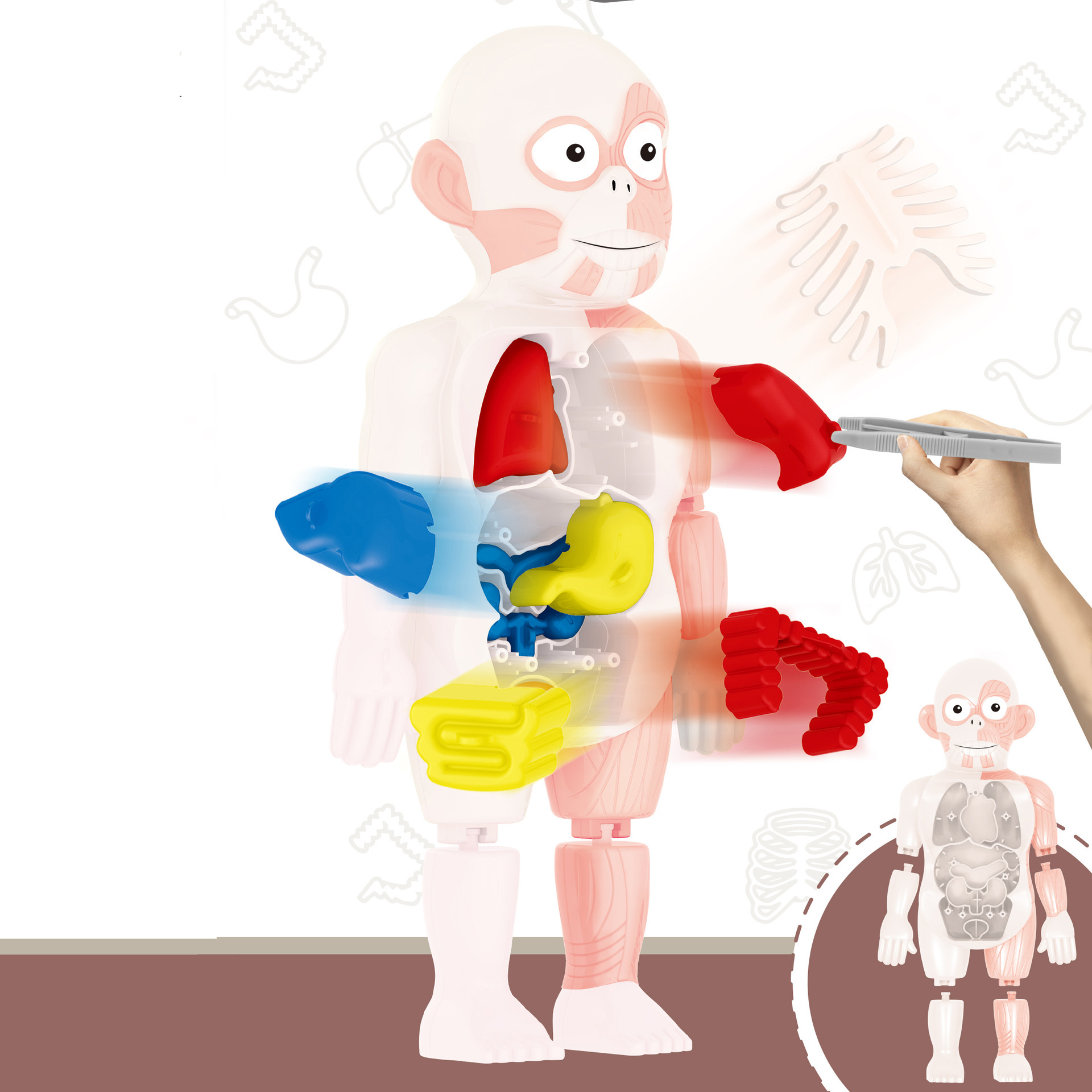 Juguetes de ciencia y educación transfronterizos maniquí articulaciones humanos niños juguetes de ciencia y educación juguetes cognitivos científicos al por mayor