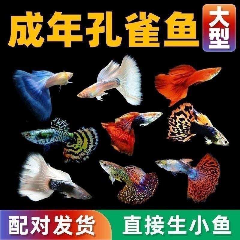Guppy Fish, Ornamental Guppies, Small Fish, Purebred Tropical Small Fish, Easy to Raise Tropical Fish, Hardy Live Fish, Fish Fry, Ornamental Fish, Female Breeding Fish Guppy Fish, Ornamental Guppies, Small Fish, Purebred Tropical Small Fish, Easy to Raise Tropical Fish, Hardy Live Fish, Fish Fry, Ornamental Fish, Female Breeding Fish