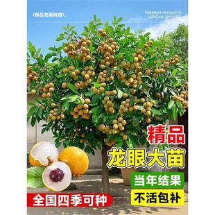 ���ۘ��m�޽��ļ����ۘ������Y���V�|�V��ͥԺ�ؼ�ʯ���Ϙ���A