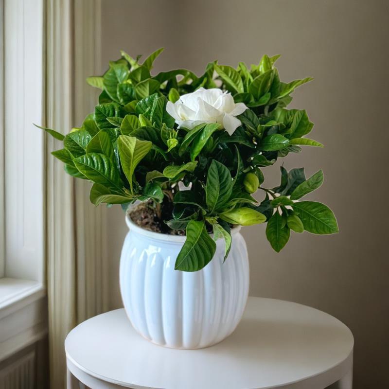 [게으른 스타일] 치자나무 화분 1개 + 호박 흡수 화분 + 영양 비료