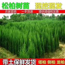 塔柏树苗松树苗柏树苗侩柏树苗侧柏树苗龙柏树苗松柏树苗四季常青