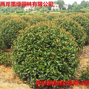 ���l�t�~ʯ��� �ļ�����G���@�ֹ���ͥԺ��Ʒ������ľ ����ֱ�N